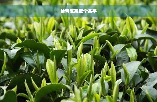 给普洱茶取个名字