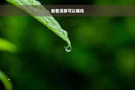 新普洱茶可以喝吗