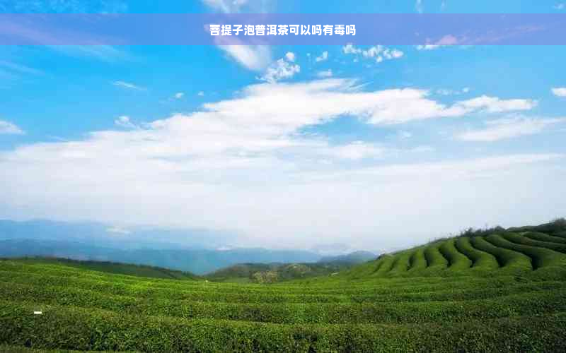 菩提子泡普洱茶可以吗有毒吗