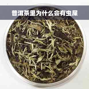 普洱茶里为什么会有虫屎