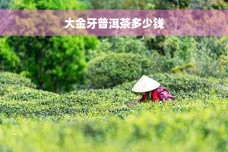 大金牙普洱茶多少钱