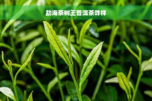 勐海茶树王普洱茶咋样