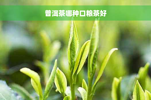 普洱茶哪种口粮茶好