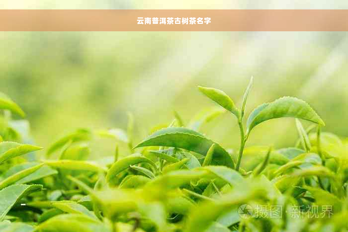 云南普洱茶古树茶名字