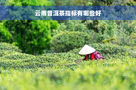 云南普洱茶指标有哪些好