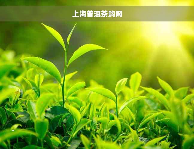 上海普洱茶购网