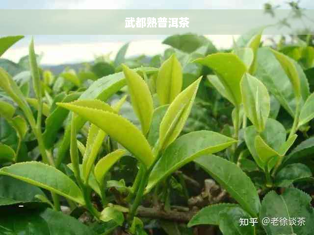 武都熟普洱茶