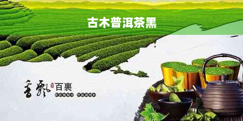 古木普洱茶黑