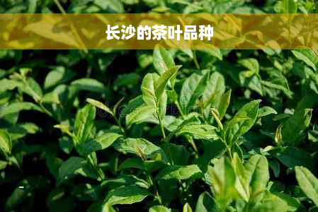 长沙的茶叶品种