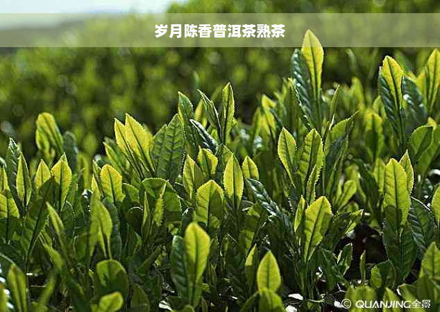 岁月陈香普洱茶熟茶