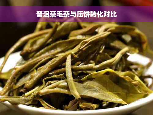 普洱茶毛茶与压饼转化对比