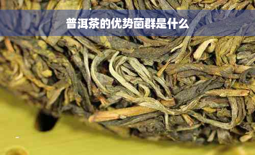 普洱茶的优势菌群是什么