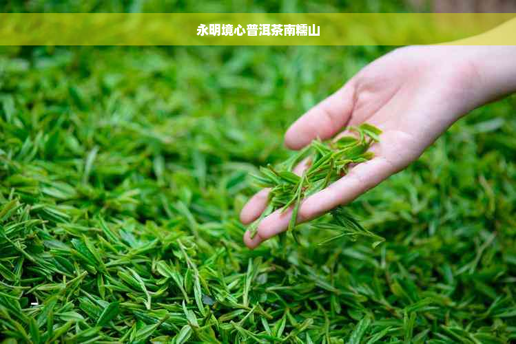 永明境心普洱茶南糯山