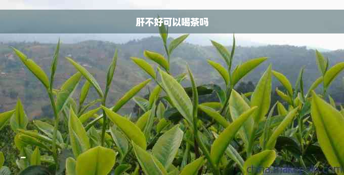 肝不好可以喝茶吗