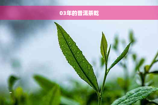 03年的普洱茶乾