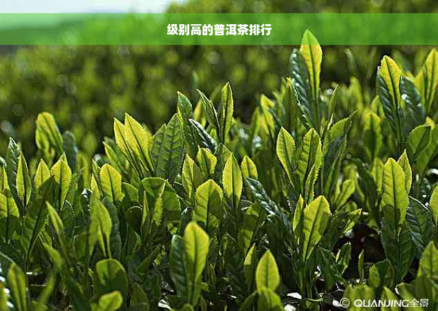 级别高的普洱茶排行