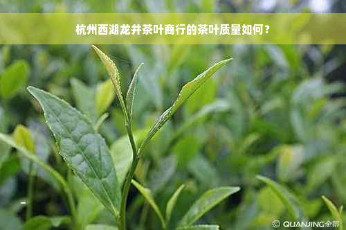 杭州西湖龙井茶叶商行的茶叶质量如何？