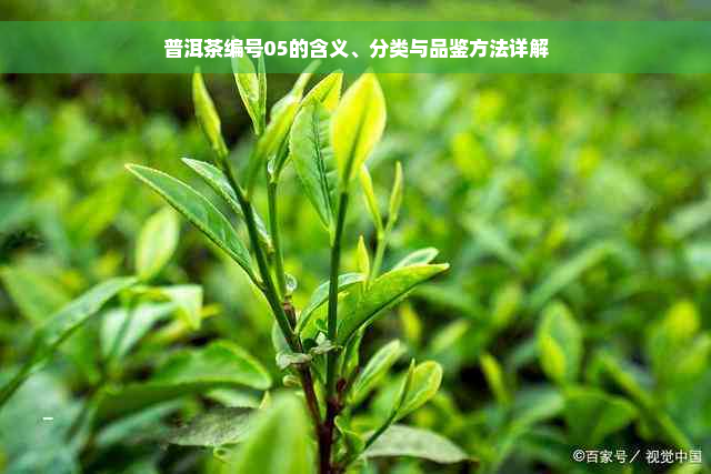 普洱茶编号05的含义、分类与品鉴方法详解