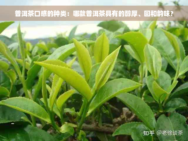 普洱茶口感的种类：哪款普洱茶具有的醇厚、回和韵味？