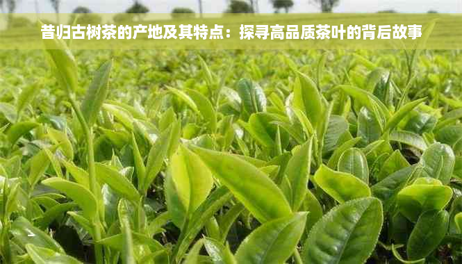 昔归古树茶的产地及其特点：探寻高品质茶叶的背后故事