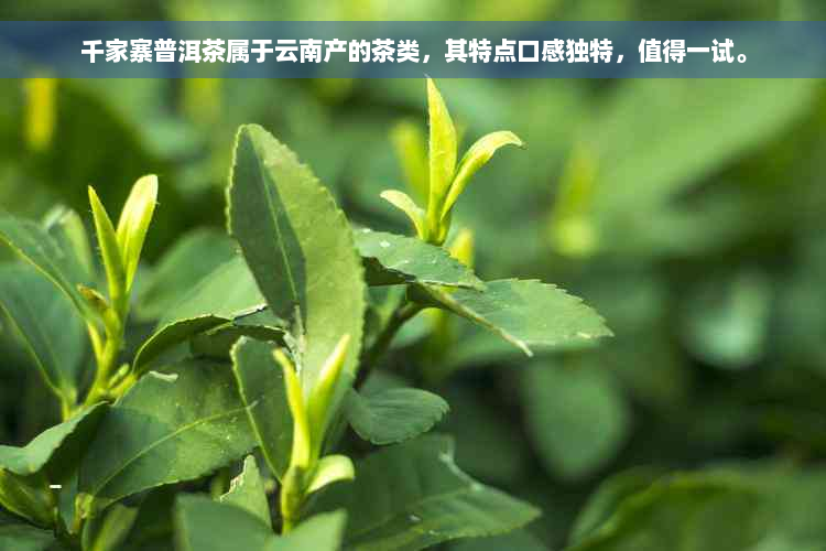 千家寨普洱茶属于云南产的茶类，其特点口感独特，值得一试。