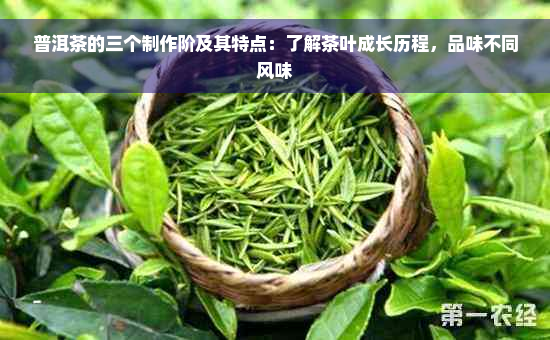 普洱茶的三个制作阶及其特点：了解茶叶成长历程，品味不同风味