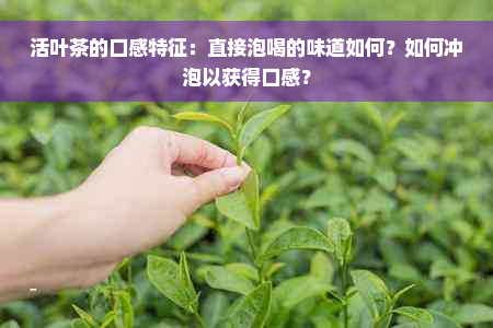 活叶茶的口感特征：直接泡喝的味道如何？如何冲泡以获得口感？