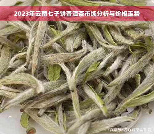 2023年云南七子饼普洱茶市场分析与价格走势