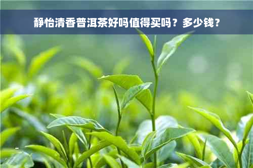 静怡清香普洱茶好吗值得买吗？多少钱？