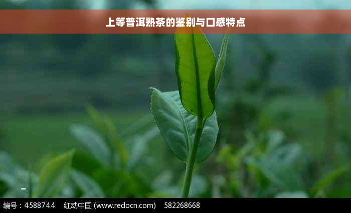 上等普洱熟茶的鉴别与口感特点