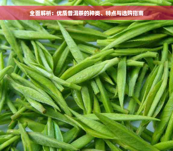 全面解析：优质普洱茶的种类、特点与选购指南