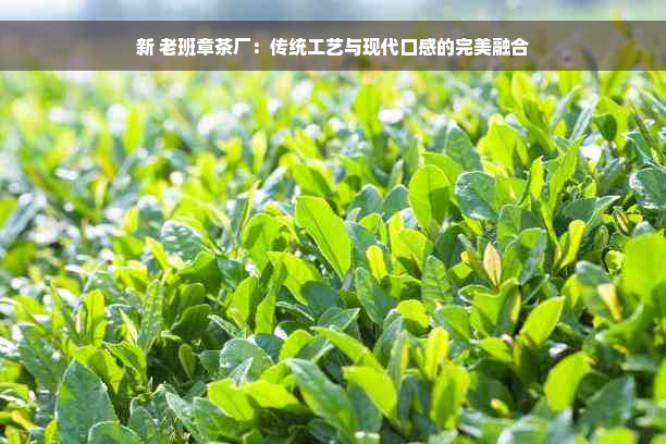 新 老班章茶厂：传统工艺与现代口感的完美融合