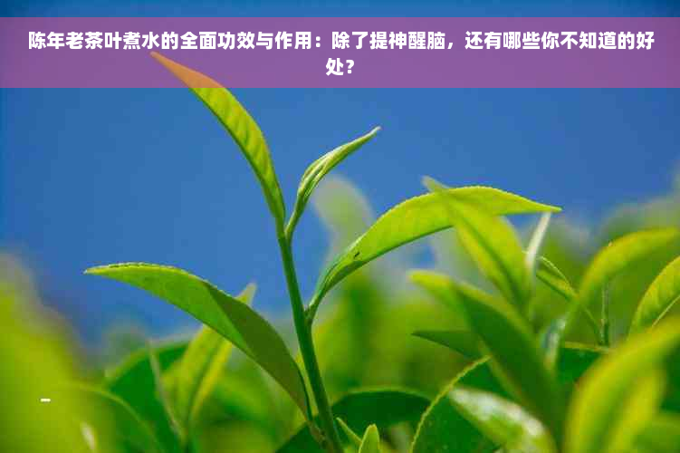 陈年老茶叶煮水的全面功效与作用：除了提神醒脑，还有哪些你不知道的好处？