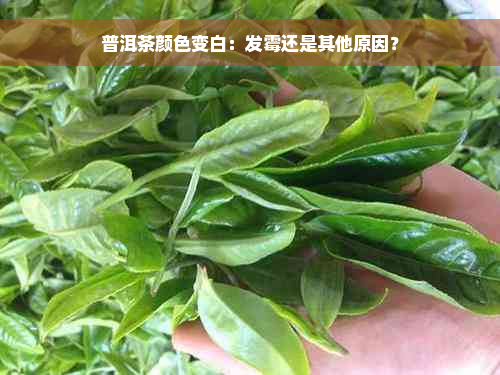 普洱茶颜色变白：发霉还是其他原因？