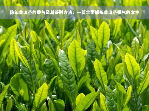 陈年普洱茶的香气及其鉴别方法：一篇全面解析普洱茶香气的文章