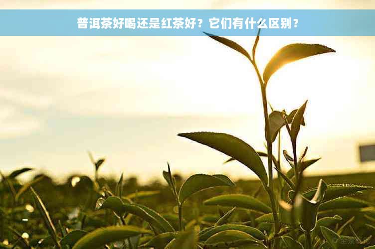 普洱茶好喝还是红茶好？它们有什么区别？