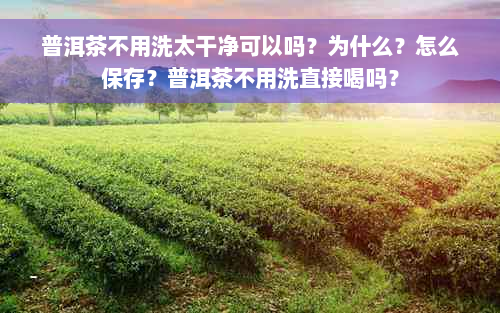 普洱茶不用洗太干净可以吗？为什么？怎么保存？普洱茶不用洗直接喝吗？