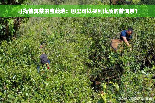 寻找普洱茶的宝藏地：哪里可以买到优质的普洱茶？