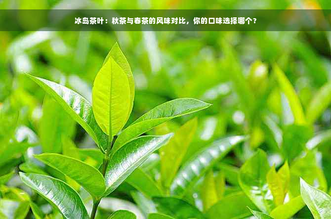 冰岛茶叶：秋茶与春茶的风味对比，你的口味选择哪个？