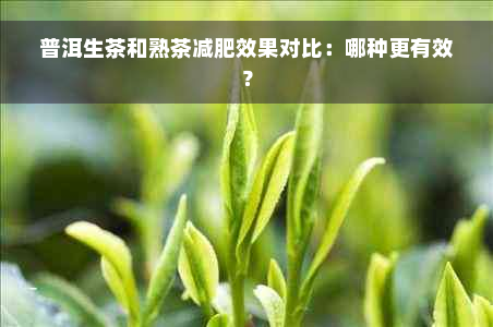 普洱生茶和熟茶减肥效果对比：哪种更有效？