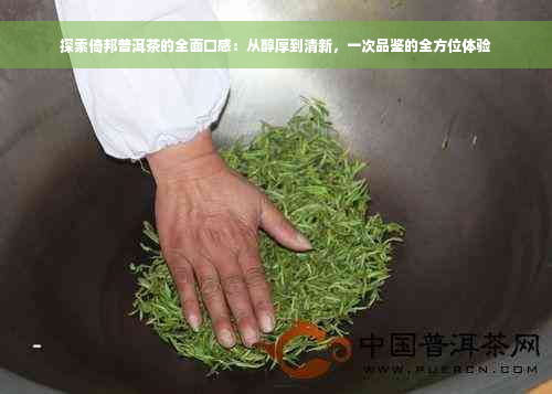 探索倚邦普洱茶的全面口感：从醇厚到清新，一次品鉴的全方位体验