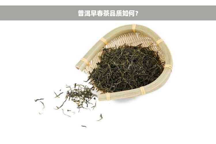 普洱早春茶品质如何？