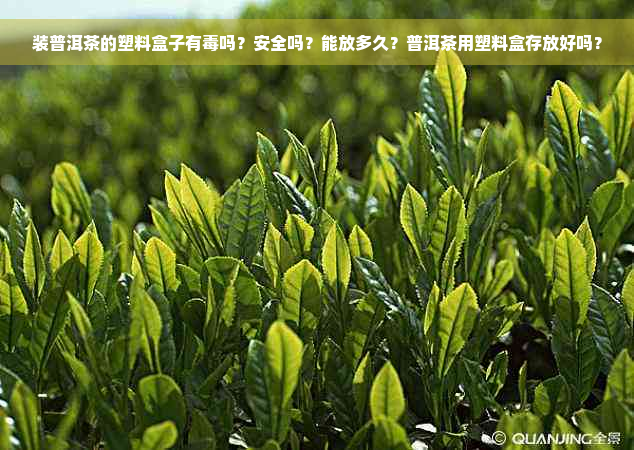 装普洱茶的塑料盒子有毒吗？安全吗？能放多久？普洱茶用塑料盒存放好吗？