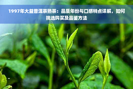 1997年大益普洱茶熟茶：品质年份与口感特点详解，如何挑选购买及品鉴方法