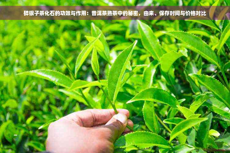 碎银子茶化石的功效与作用：普洱茶熟茶中的秘密，由来、保存时间与价格对比