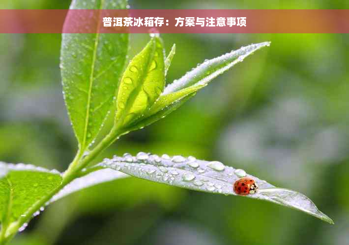 普洱茶冰箱存：方案与注意事项