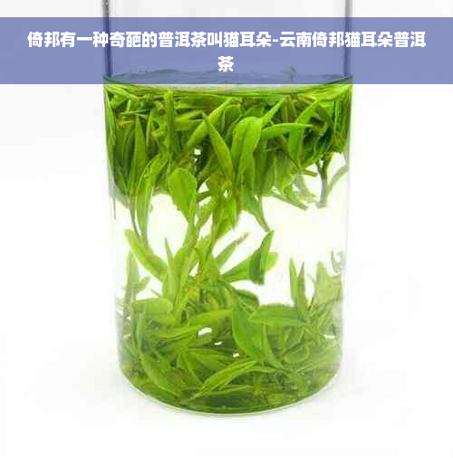 倚邦有一种奇葩的普洱茶叫猫耳朵-云南倚邦猫耳朵普洱茶