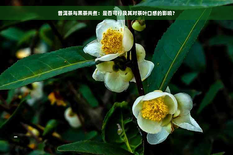 普洱茶与黑茶共煮：是否可行及其对茶叶口感的影响？