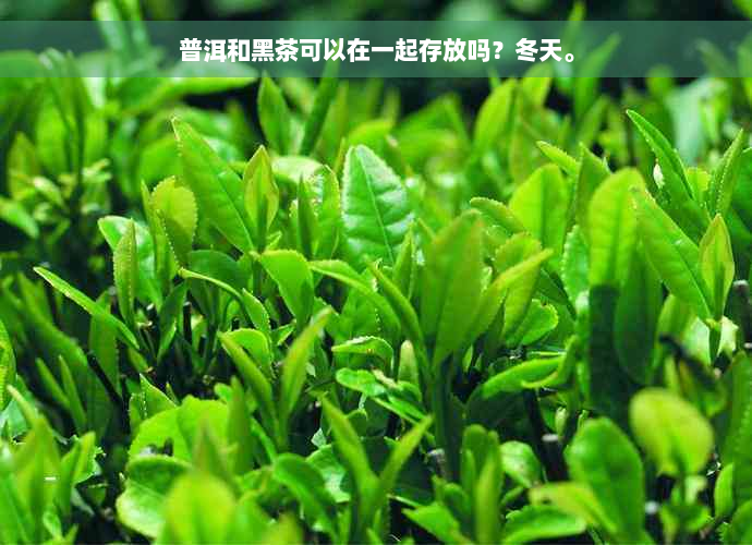 普洱和黑茶可以在一起存放吗？冬天。