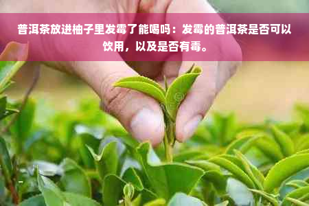 普洱茶放进柚子里发霉了能喝吗：发霉的普洱茶是否可以饮用，以及是否有毒。